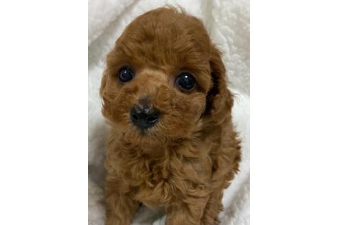 成約済の岡山県のタイニープードル-125805の9枚目