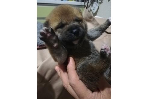 成約済の千葉県の柴犬-123725の5枚目
