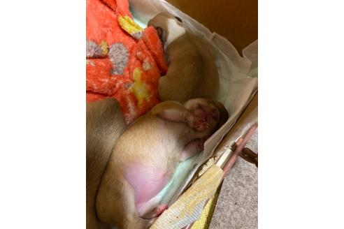 成約済の神奈川県のチワワ(ロングコート)-124564の73枚目