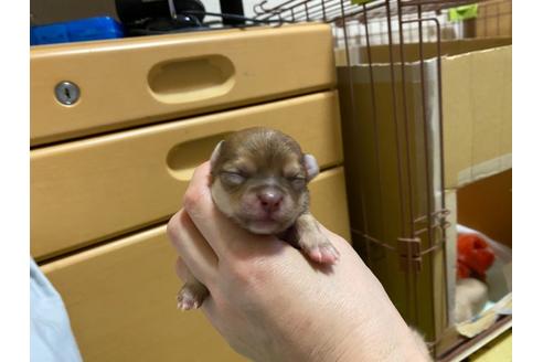 成約済の神奈川県のチワワ(ロングコート)-124564の71枚目