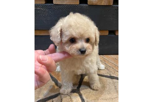 成約済の愛知県のタイニープードル-123721の6枚目