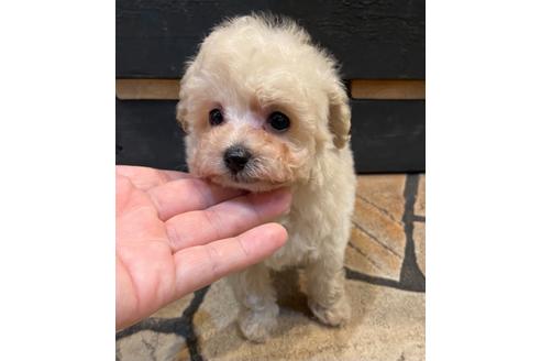 成約済の愛知県のタイニープードル-123720の2枚目