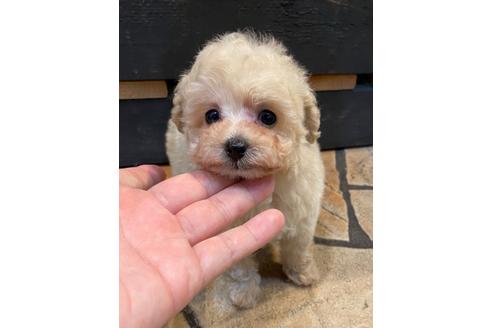 成約済の愛知県のタイニープードル-123720の1枚目