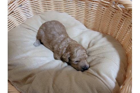 成約済の千葉県のトイプードル-124136の2枚目