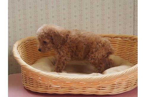 成約済の岡山県のトイプードル-125867の4枚目