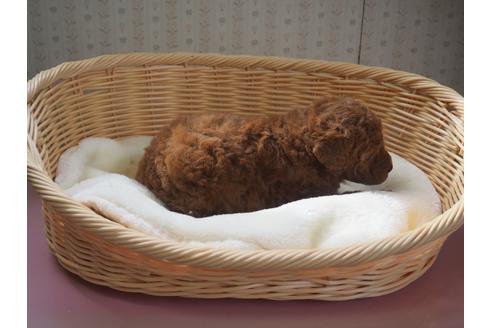 成約済の岡山県のトイプードル-125894の3枚目