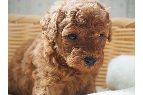 成約済の岡山県のトイプードル-125894の2枚目