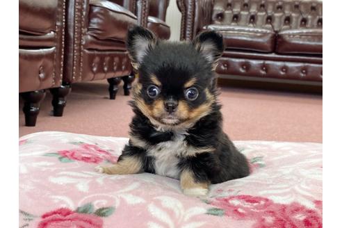 成約済の香川県のチワワ(ロングコート)-123119の1枚目