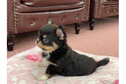 成約済の香川県のチワワ(ロングコート)-123119の4枚目