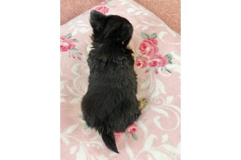 成約済の香川県のチワワ(ロングコート)-123119の2枚目