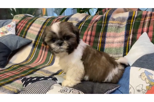 成約済の石川県のシーズー-125911