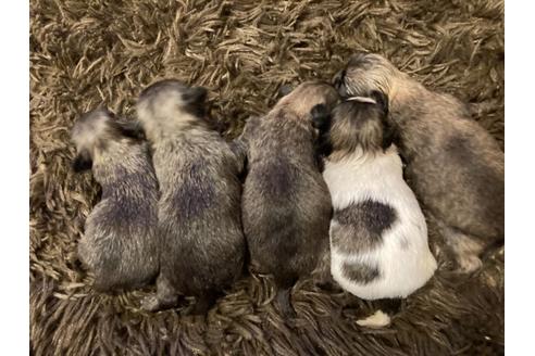 成約済の福岡県のミックス犬-125931の3枚目