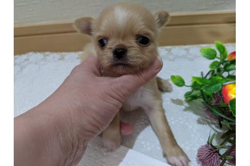 成約済の広島県のチワワ(ロングコート)-122918の31枚目