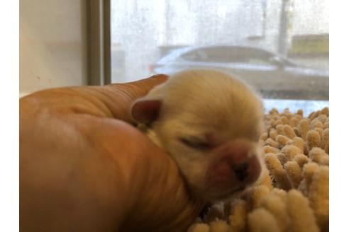 成約済の愛知県のペキニーズ-125959の11枚目