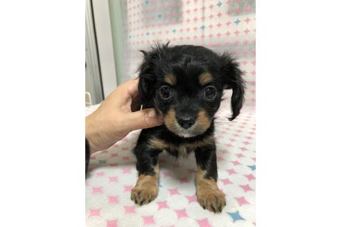 成約済の神奈川県のチワックス:チワワ×ミニチュアダックスフンド-126008の1枚目