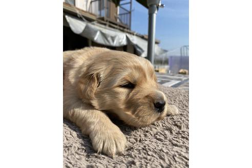 成約済の埼玉県のゴールデンレトリーバー-126011の3枚目