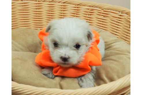 成約済の埼玉県のマルチーズ-126025の1枚目