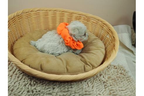 成約済の埼玉県のマルチーズ-126025の2枚目
