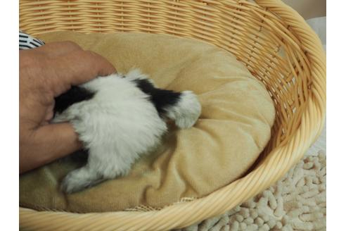 成約済の埼玉県のシーズー-126034の4枚目