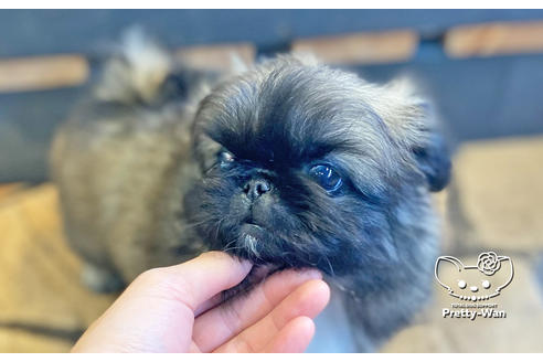 成約済の愛知県のペキニーズ-126042の2枚目