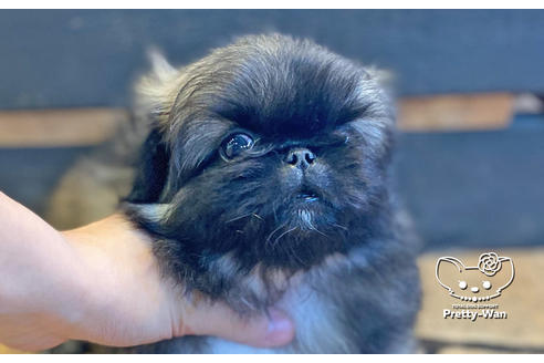 成約済の愛知県のペキニーズ-126042の3枚目