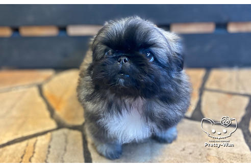 成約済の愛知県のペキニーズ-126042の4枚目