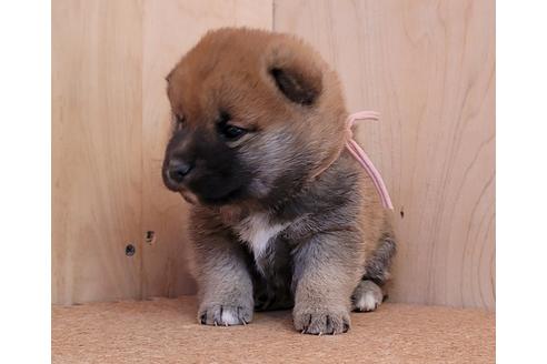 成約済の埼玉県の柴犬-126044の2枚目