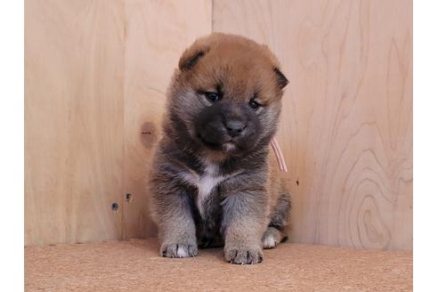 成約済の埼玉県の柴犬-126044の3枚目