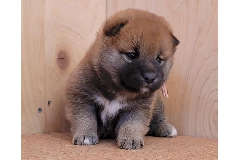 成約済の埼玉県の柴犬-126044の4枚目