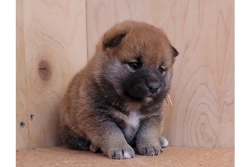成約済の埼玉県の柴犬-126044の5枚目