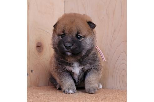 成約済の埼玉県の柴犬-126044の6枚目