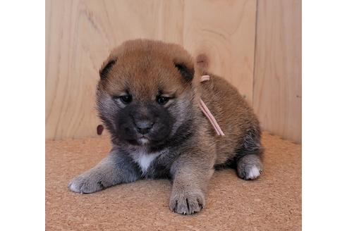 成約済の埼玉県の柴犬-126044の7枚目