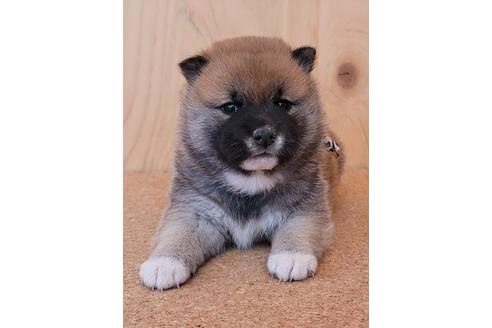 成約済の埼玉県の柴犬-126045の4枚目