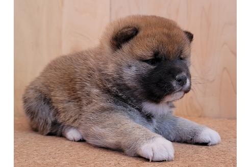成約済の埼玉県の柴犬-126045の5枚目