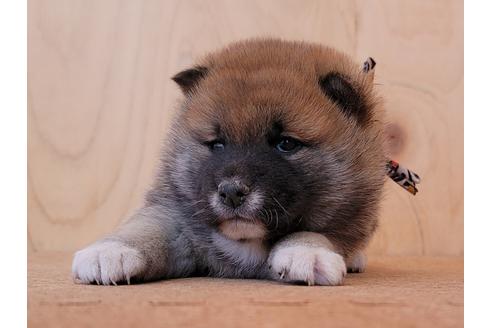 成約済の埼玉県の柴犬-126045の6枚目