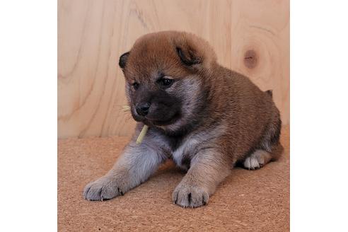 成約済の埼玉県の柴犬-126046の6枚目