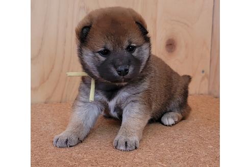 成約済の埼玉県の柴犬-126046の7枚目