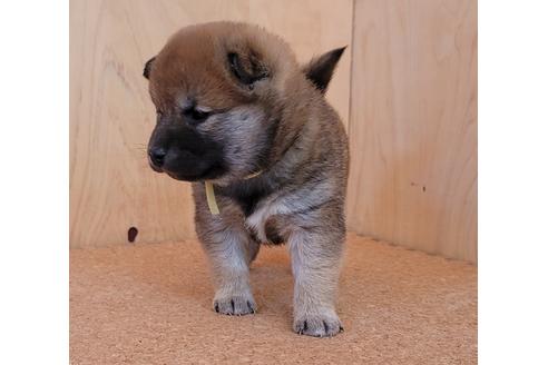 成約済の埼玉県の柴犬-126046の3枚目