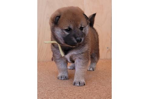 成約済の埼玉県の柴犬-126046の4枚目