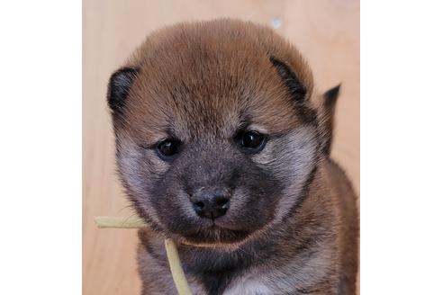 成約済の埼玉県の柴犬-126046の5枚目