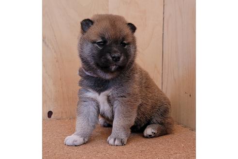 成約済の埼玉県の柴犬-126047の2枚目