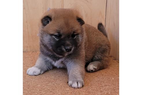 成約済の埼玉県の柴犬-126047の4枚目