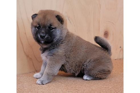 成約済の埼玉県の柴犬-126047の5枚目