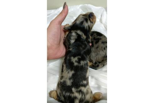 成約済の福岡県のミニチュアダックスフンド(ロングヘアード)-126069の2枚目
