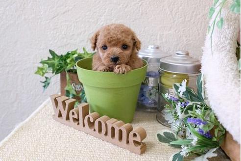 成約済の滋賀県のトイプードル-126087の1枚目