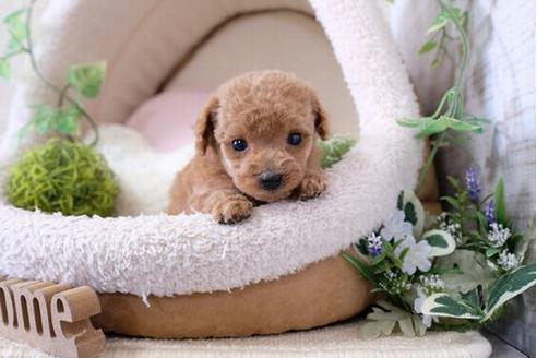 成約済の滋賀県のトイプードル-126087の3枚目