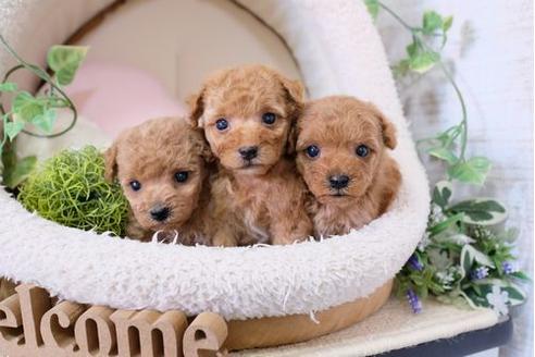 成約済の滋賀県のトイプードル-126087の2枚目