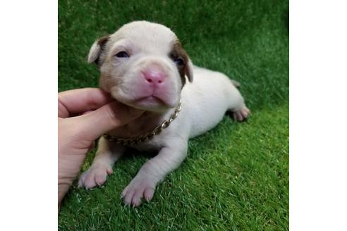 成約済の沖縄県のミックス犬-126110の18枚目