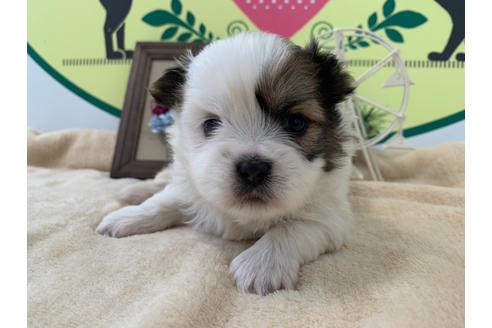 成約済の栃木県のミックス犬-126120の1枚目