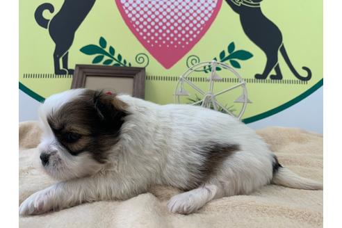 成約済の栃木県のミックス犬-126120の3枚目